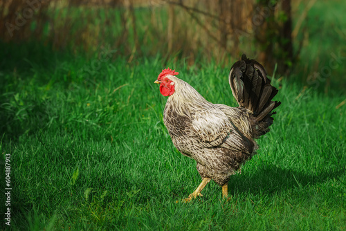 cute rooster crowing on the farm.