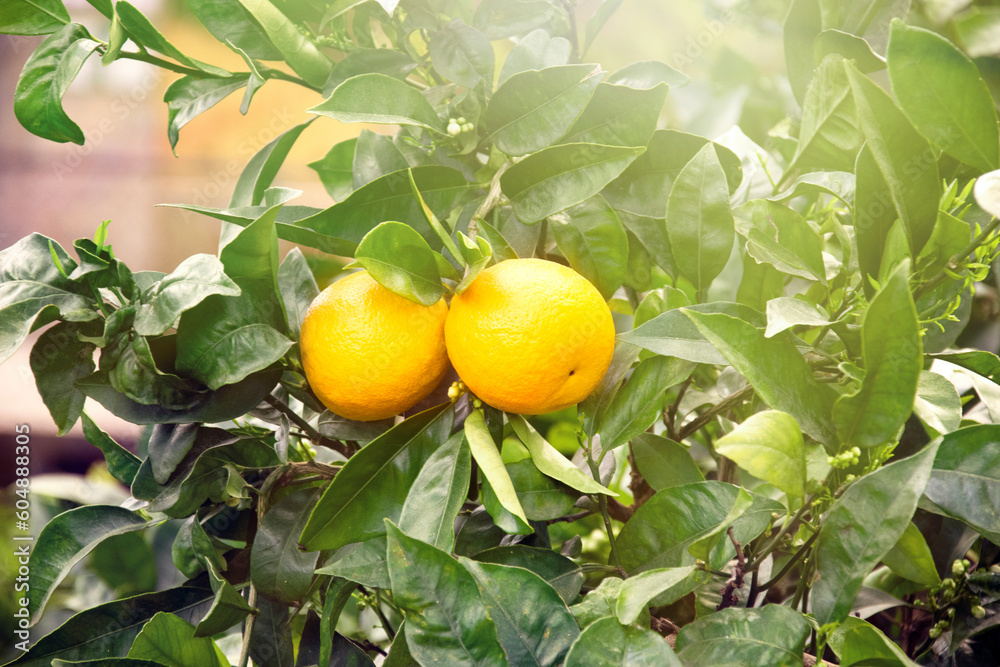 Fresh lemons harvesting, citrus tree close up