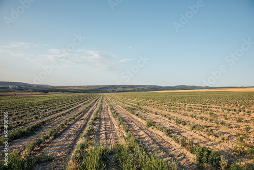 field with paths sowing cultivated plants agriculture