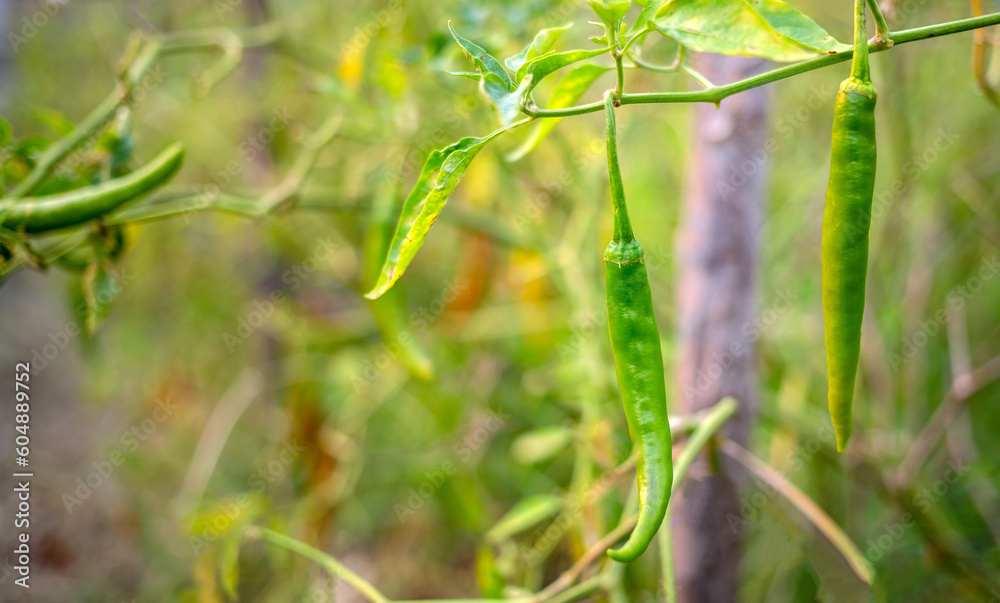 Raw green Pepper Plants in the pepper farm or field.green chili .peppers on tree, Chili peppers agricultural in organic farm Raw green Pepper Plants in the pepper farm or field.green chili .peppers on tree, Chili peppers agricultural in organic farm