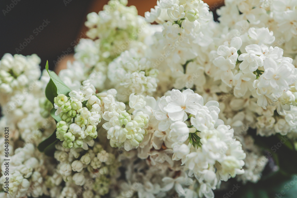 Beautiful lilac flowers. Spring blossom. Blooming lilac bush with tender tiny flower. White lilac flower on the bush. Summer time. Background