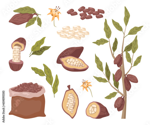 Brown cocoa beans in bag, pods as organic plant and natural food, green leaves and flowers in cartoon design. Cocoa, vector illustration of cacao beans, leaves in cartoon design