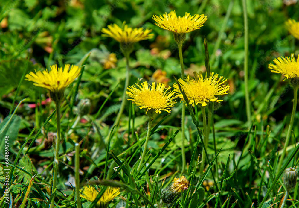 A yellow flowering plant called Jastrzębiec Kosmaczek found on sunny lawns in the city of Bialystok in Podlasie, Poland. A yellow flowering plant called Jastrzębiec Kosmaczek found on sunny lawns in the city of Bialystok in Podlasie, Poland.