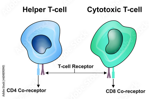 T Cell, helper T cell and cytotoxic T cel photo