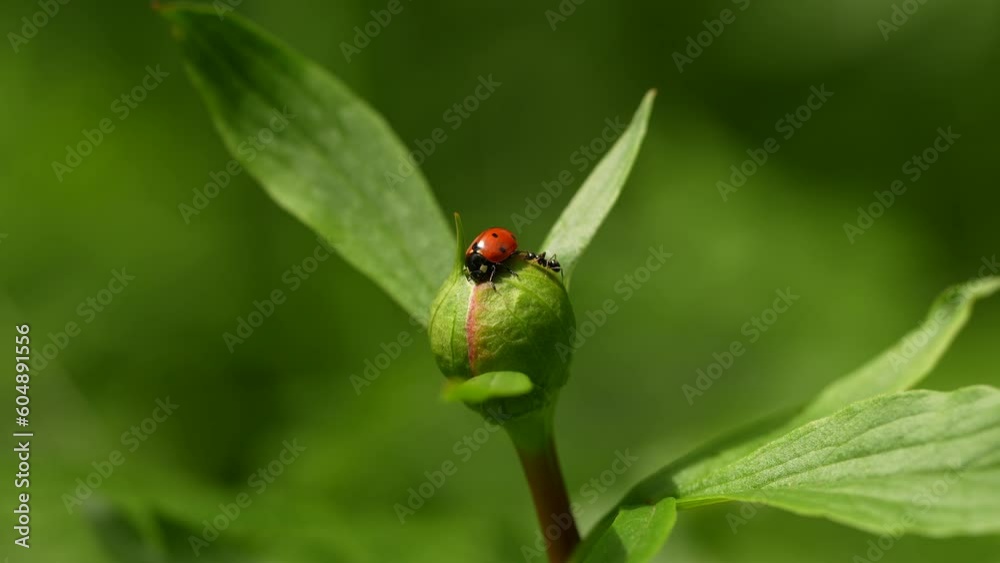 4K video with a ladybug and an ant standing on top of a red wild peony flower. Tiny details of nature insects. 4K video with a ladybug and an ant standing on top of a red wild peony flower. Tiny details of nature insects.