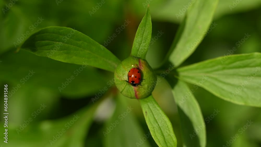 4K video with a ladybug standing on top of a red wild peony flower. Tiny details of nature insects. 4K video with a ladybug standing on top of a red wild peony flower. Tiny details of nature insects.