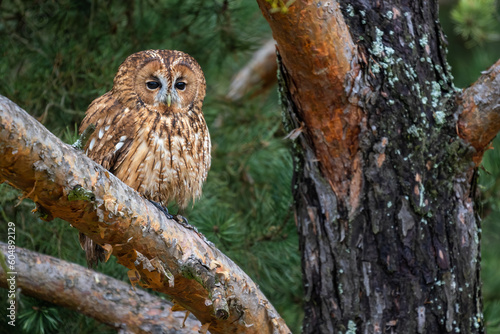 Tawny Owl - Strix aluco, beatiful common own from Euroasian forests and woodlands, Czech Republic.