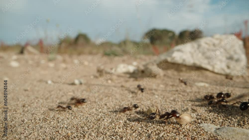 In the name of colony prosperity, ants diligently carry dry flowers and sticks to their home.