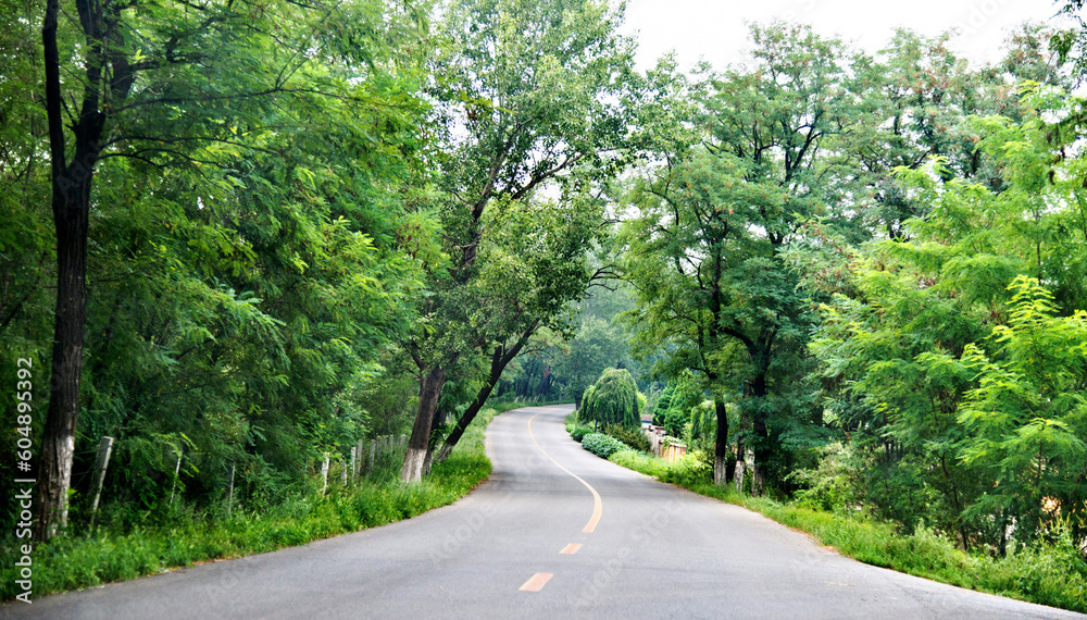 Fototapeta premium Asphalt curvy road through the deep forest