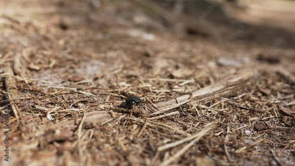 A handheld shot of a crawling black bug on the ground towards the camera. A handheld shot of a crawling black bug on the ground towards the camera.