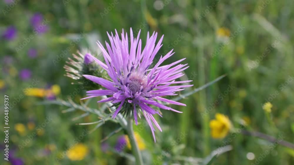 Close up of a flower head from an Italian Thistle (Carduus pycnocephalus), wild plants, wild thorn photos. Close up of a flower head from an Italian Thistle (Carduus pycnocephalus), wild plants, wild thorn photos.