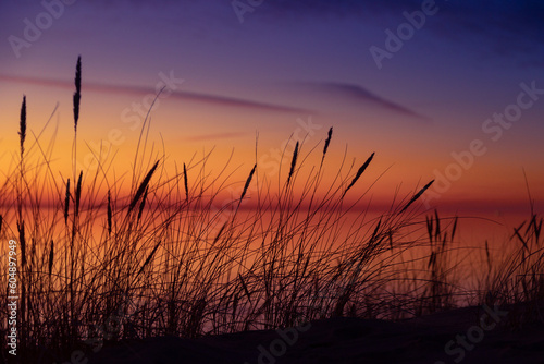 Golden Horizon  Baltic Sea Beach Basking in Sunset s Glow. Northern Europe scenery.