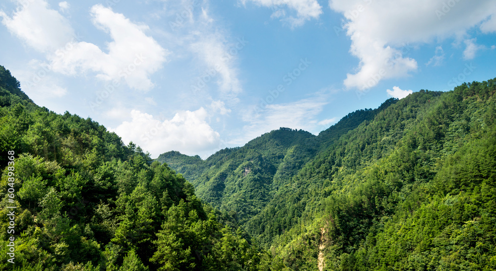 Green mountains covered with forest landscape in summer