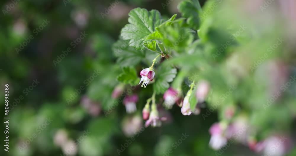 small flowers on gooseberry bushes in spring, green foliage and flowers of gooseberry bushes in the garden