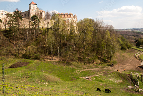Agritourism with a yak farm at the foot of the Teczyn Castle in the village of Rudno near Krzeszowice in Poland photo