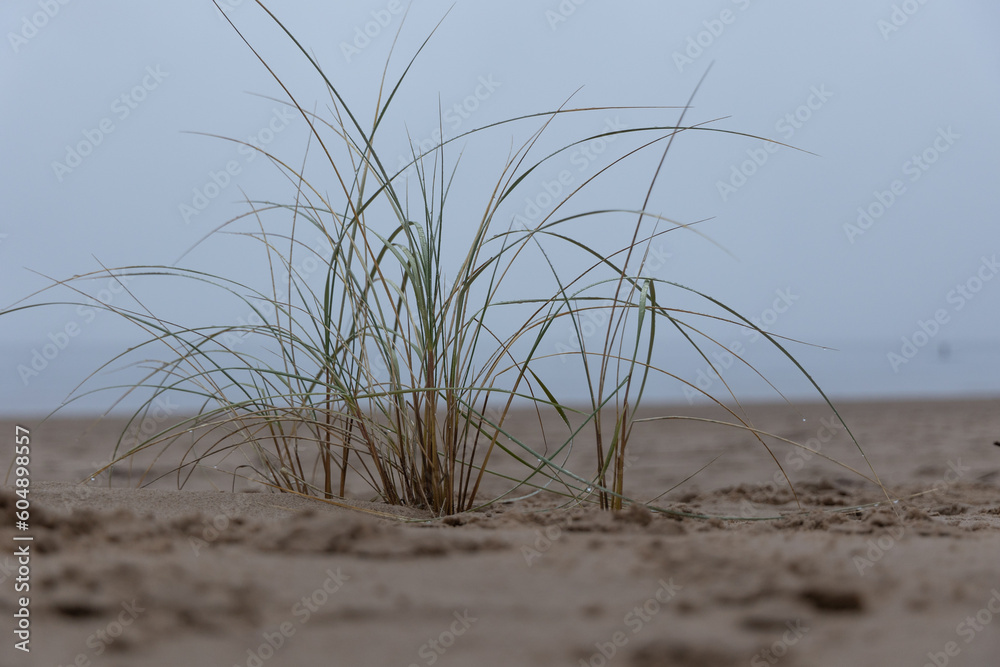 Coastal Symphony: Grass Flourishing on Baltic Sands. Grass at the Baltic Sea