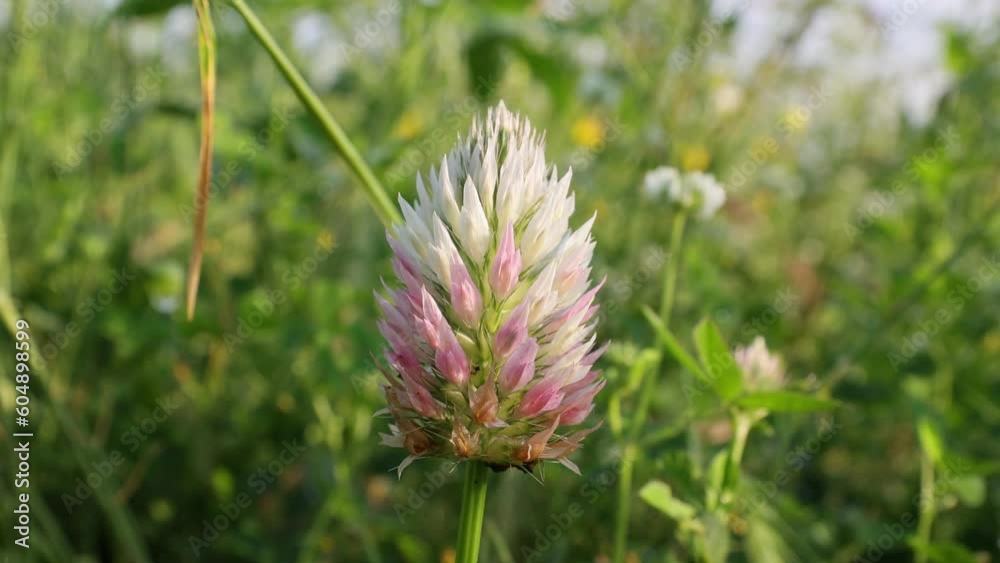 Clover flower in a sunny meadow. Flowering clover in summer on the field. Slow motion. Clover flower in a sunny meadow. Flowering clover in summer on the field. Slow motion.