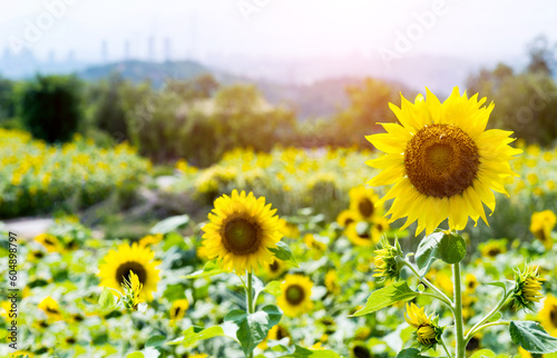 Beautiful nature sunflower field landscape