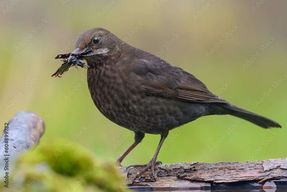 Common blackbird (turdus merula) with building material for his nest in beak posing near a waterpond on mossy earth