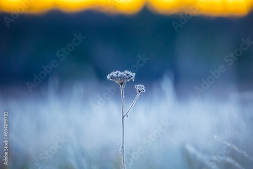 Gilded Frost: Autumn's Captive Bloom Embraces the Sunrise. Northern Euope during Autumn. © dachux21