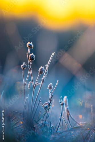 Gilded Frost: Autumn's Captive Bloom Embraces the Sunrise. Northern Euope during Autumn.