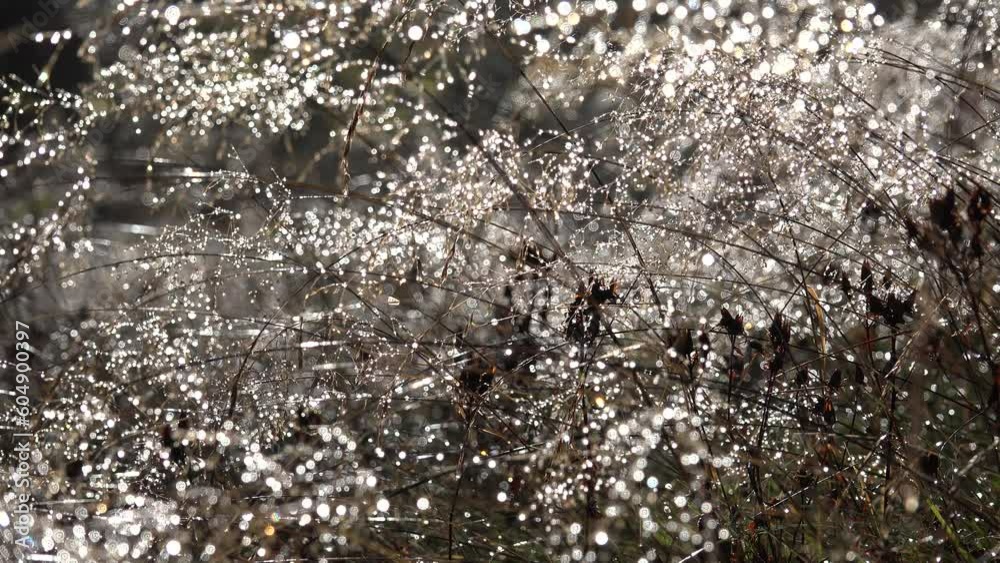 Dew, Fog in Grass, Foggy Smoke Magic Mystical Glade, Frosted Grass on Meadow in Mountains, Mysterious Scary Scenery Dew, Fog in Grass, Foggy Smoke Magic Mystical Glade, Frosted Grass on Meadow in Mountains, Mysterious Scary Scenery