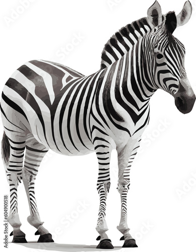 realistic vector zebra picture for decoration project