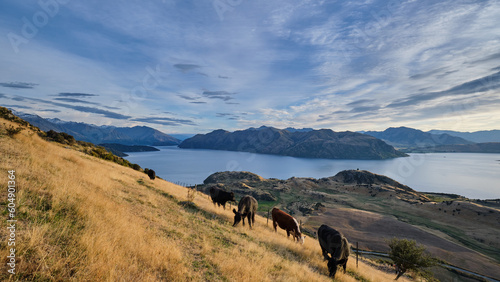 Farm animals at Roys Peak in Wanaka in New Zealand