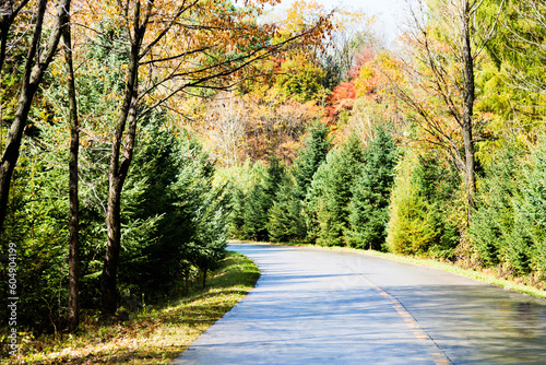 Wet road after the rain with trees