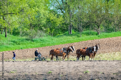Amish farmer and work horses plowing field