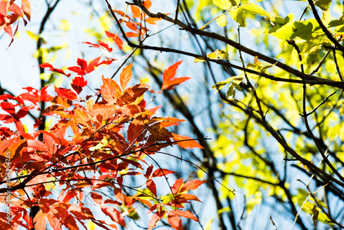 Red leaves in the autumn