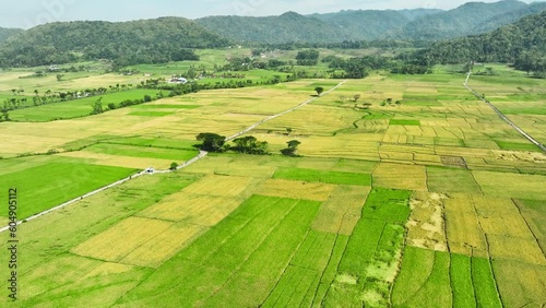 Aerial View of Rice Fields Ready to Harvest in Geblek Menoreh, Indonesia photo