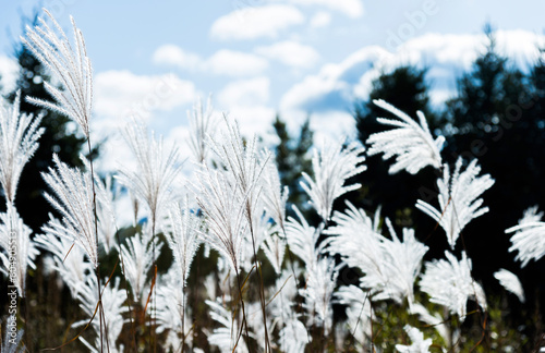 Group of reeds swaying in the wind