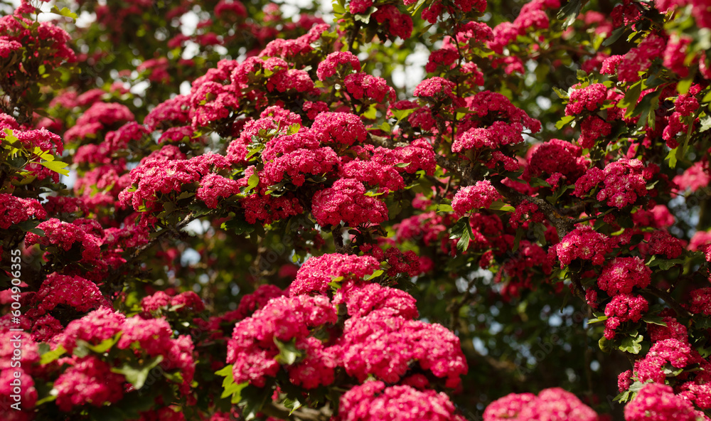 Amazing hawthorn blooms in the park. Double Crimson Flowering Hawthorn Tree. Amazing hawthorn blooms in the park. Double Crimson Flowering Hawthorn Tree.