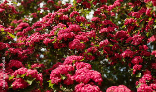 Amazing hawthorn blooms in the park. Double Crimson Flowering Hawthorn Tree. 