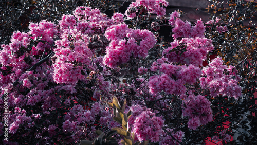 pink flowers