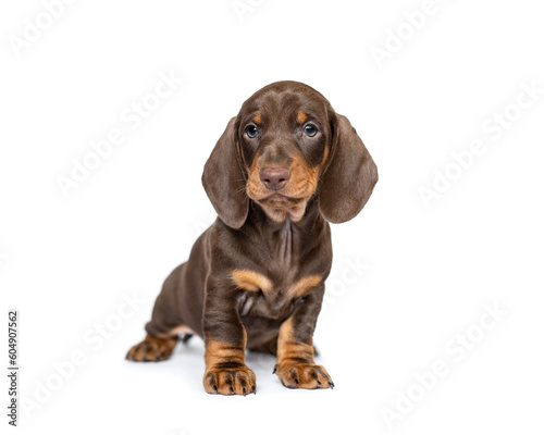 Cute dachshund puppy dog portrait isolated on white studio background