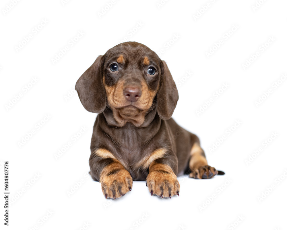 Cute dachshund puppy dog isolated on white studio background banner