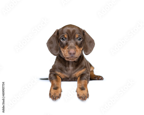 Cute dachshund puppy dog isolated on white studio background banner