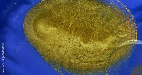 Golden waves flow over blue paint abstract background. Slow motion. Golden yellow ink splash flowing over bright blue liquid surface. Rich deep color texture. Acrylic fluid art. Shiny artwork backdrop