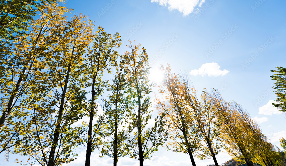 Fototapeta premium Looking up on clear blue sky with yellow poplar trees