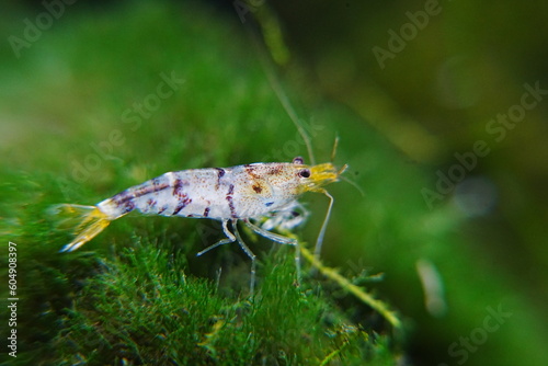 Quadro su tela Tiger Shrimp Caridina cf. Cantonensis “Tiger”|虎纹虾