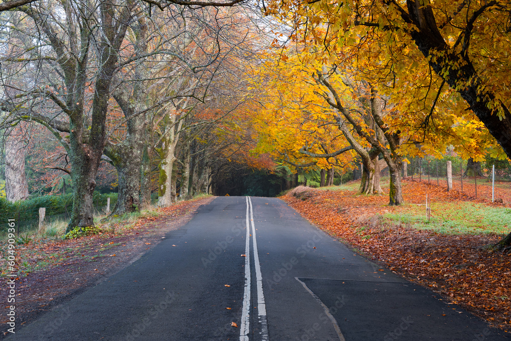Road covered by yellow autumn foliage.