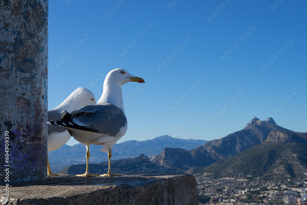 seagulls at the peak of a mountain on the mediterranean coast in spain blue sky sunny day
seagulls at the peak of a mountain on the mediterranean coast in spain blue sky sunny day