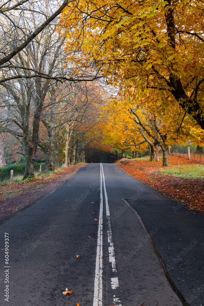 Road covered by yellow autumn foliage.