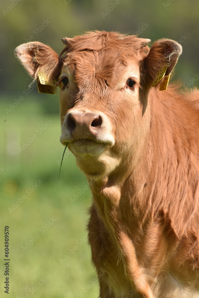 Limousin Jungrind