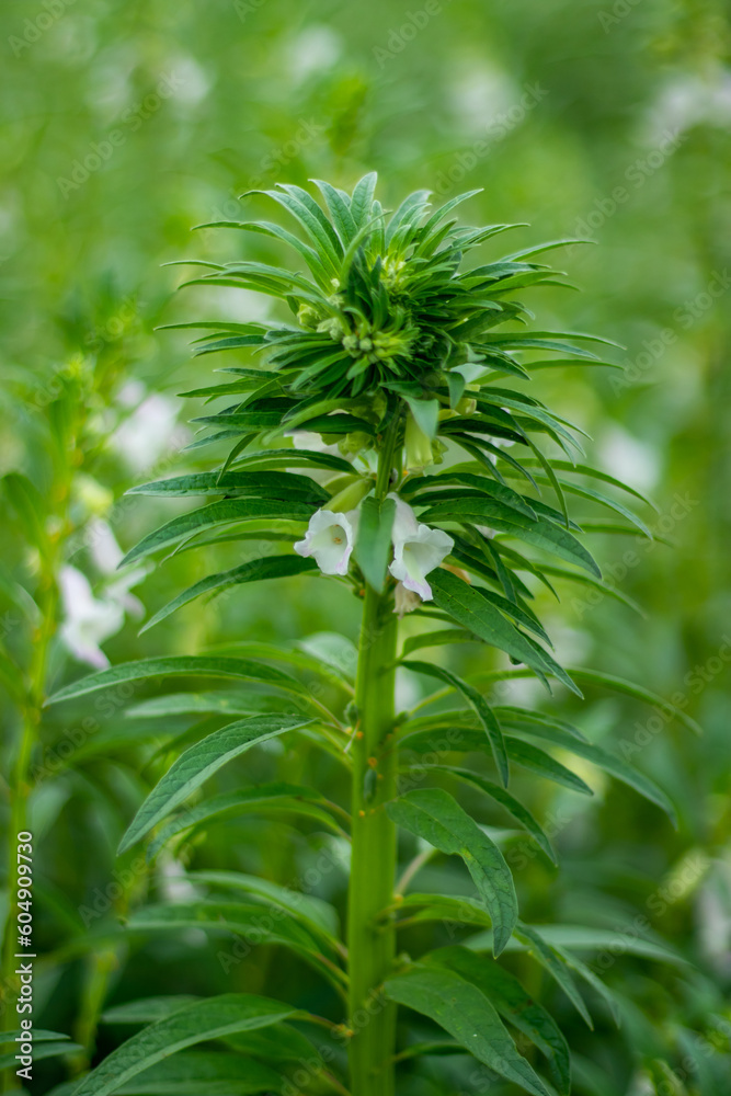 The bunch of Sesame flower. Sesame plants produce bell-shaped pendulous flowers