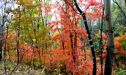 Colorful autumn leaves in forest