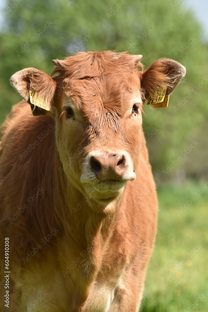 Limousin Jungrind