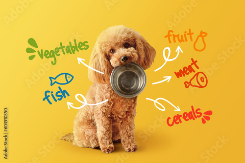 Toy poodle with empty bowl and food nutrients written on yellow background- Concept of dog food nutrition and diet